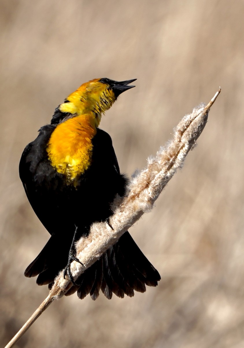 Yellow-headed Blackbird - ML566189311