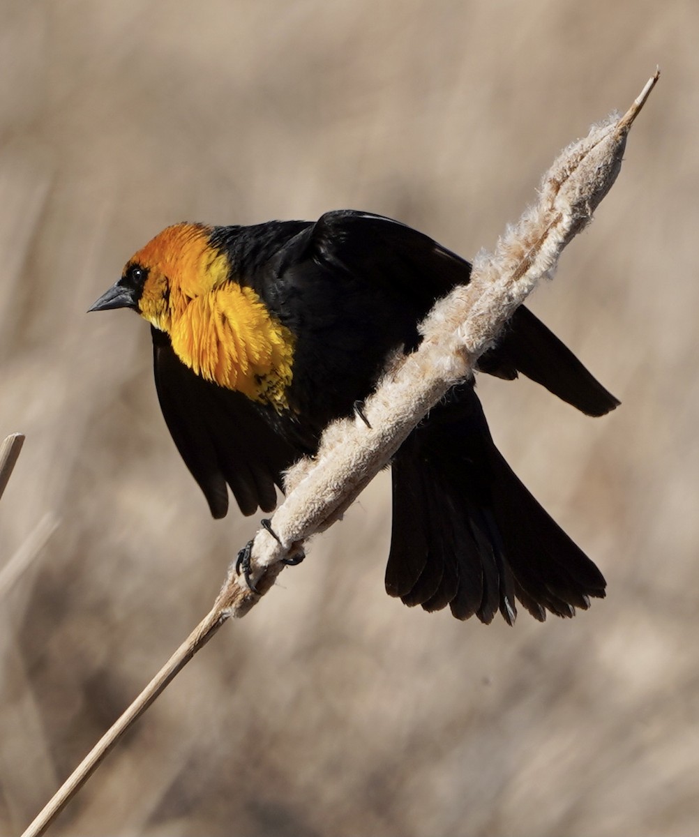 Yellow-headed Blackbird - ML566189321