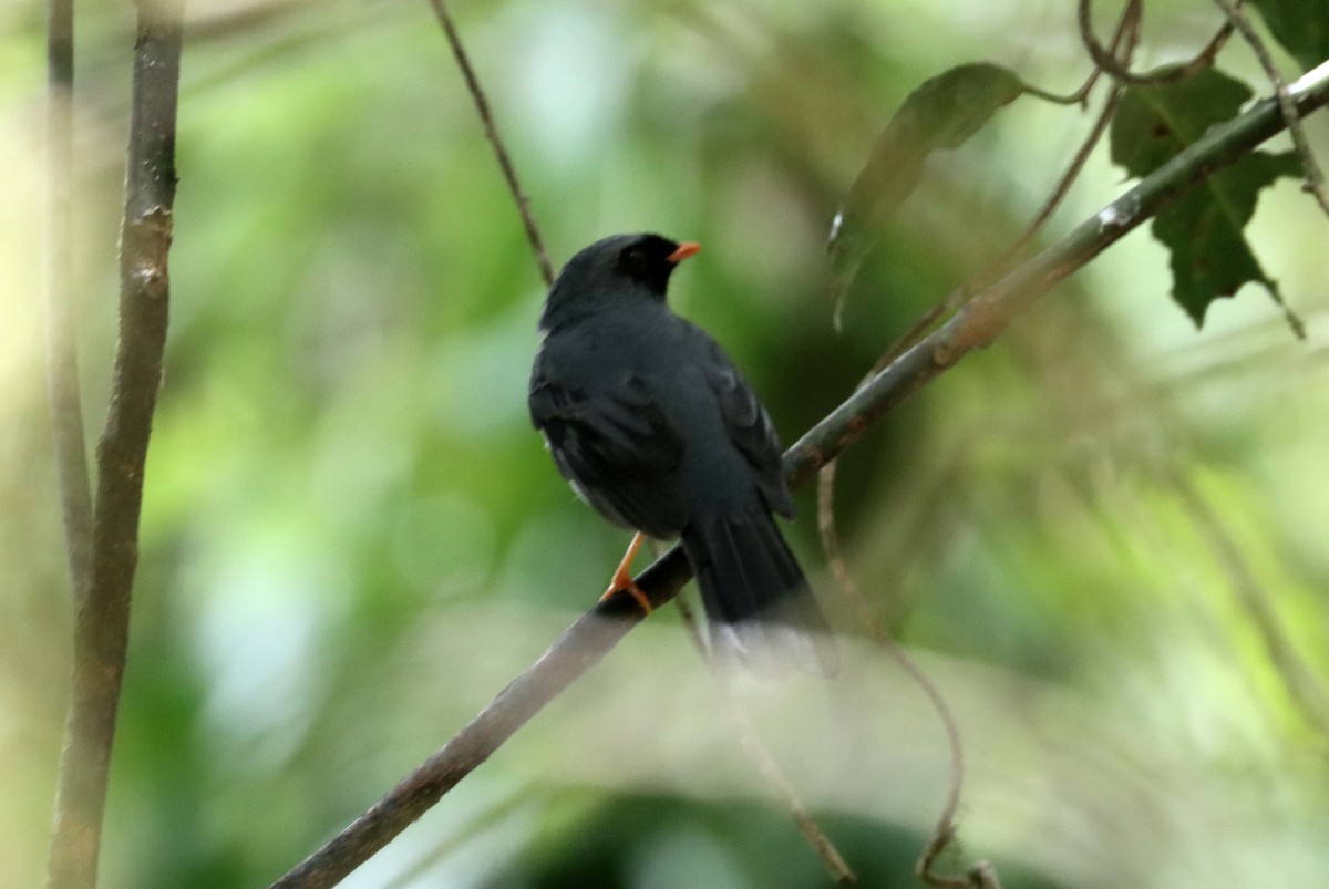 Black-faced Solitaire - ML566192851
