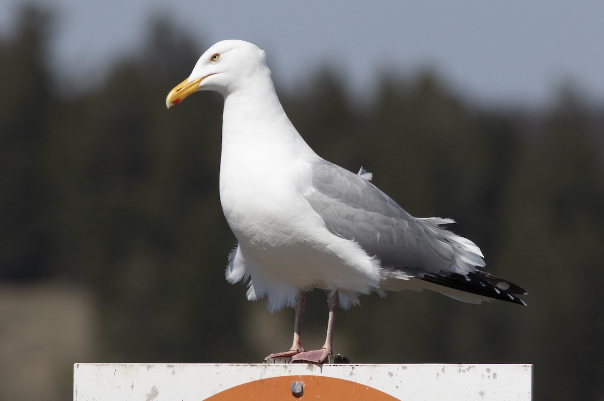 Herring Gull - Alan Burger