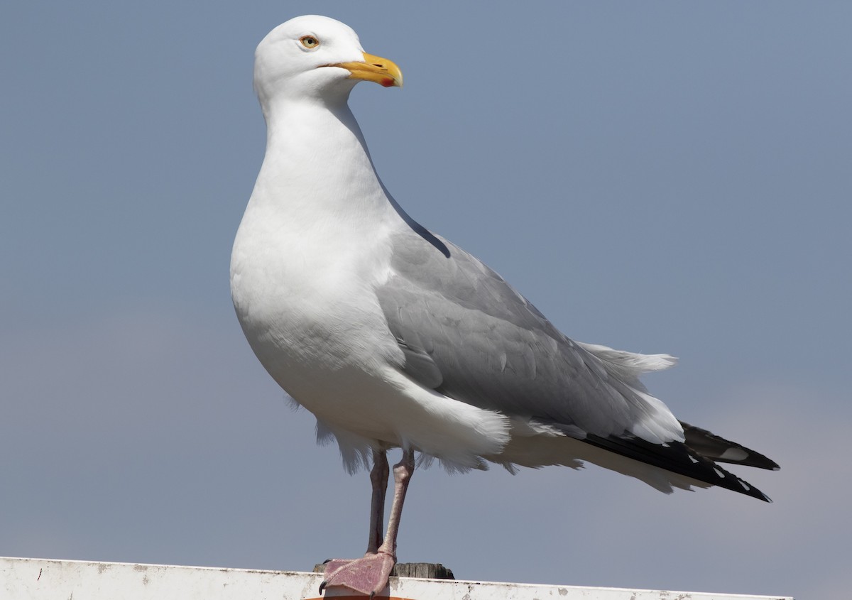 Herring Gull - Alan Burger