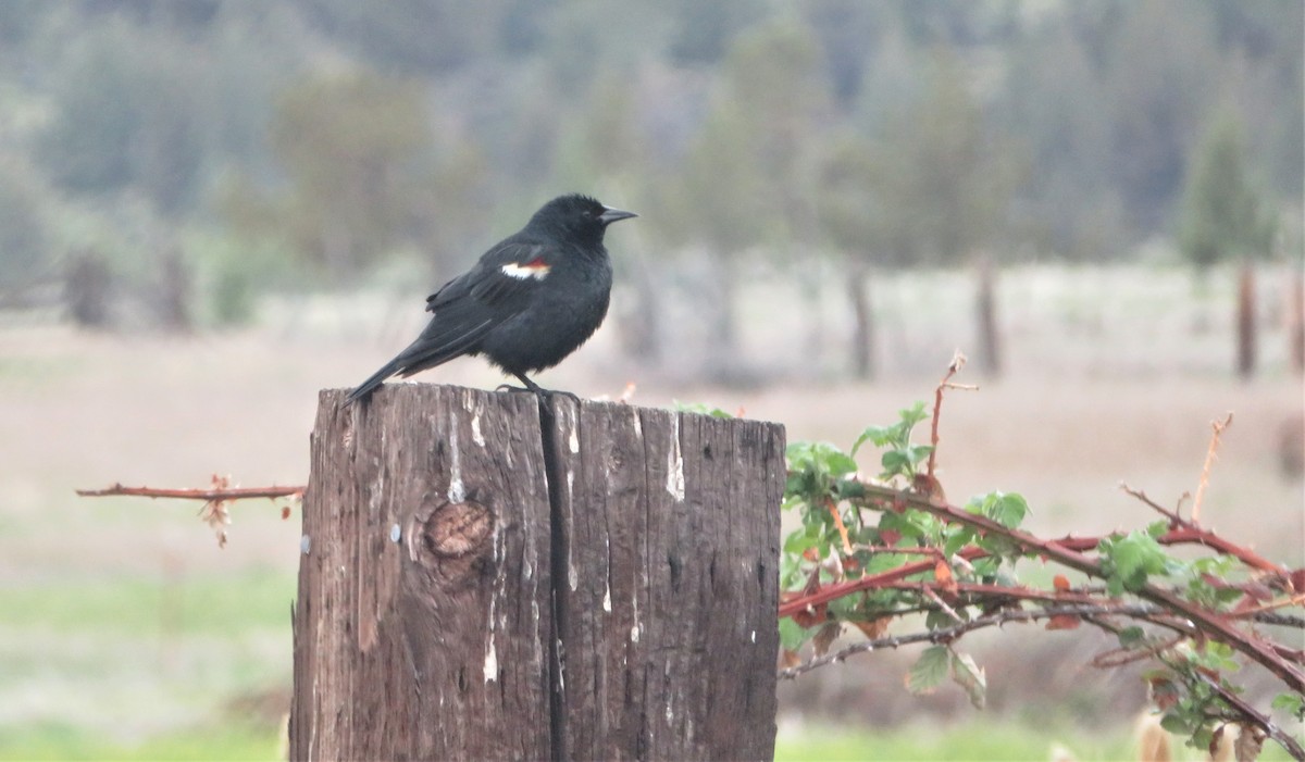 Tricolored Blackbird - ML566194901