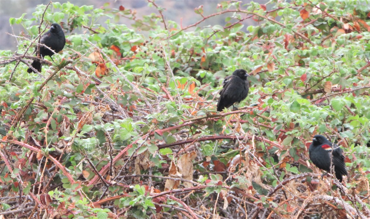 Tricolored Blackbird - ML566194921