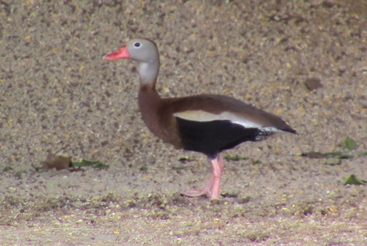 Black-bellied Whistling-Duck - ML566195411