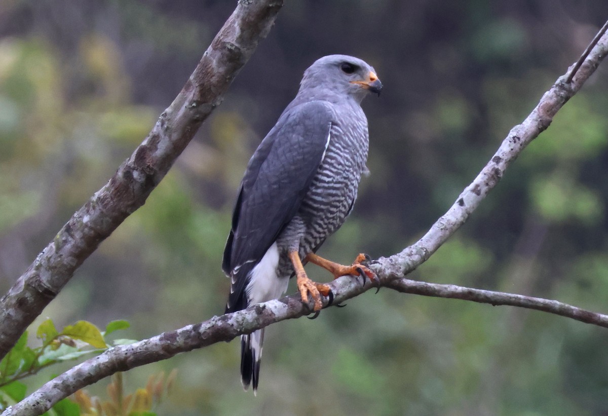 Gray Hawk - ML566196541