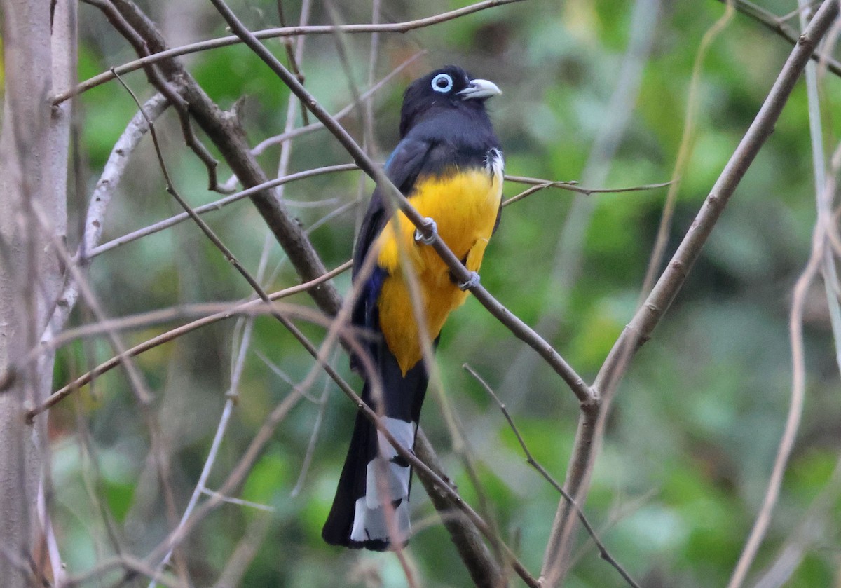 Trogon à tête noire - ML566196571