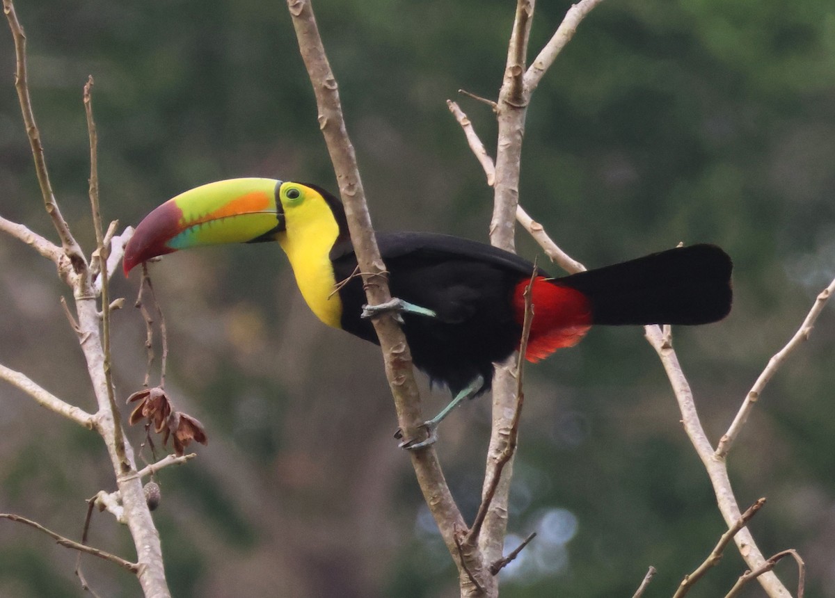 Keel-billed Toucan - ML566196601