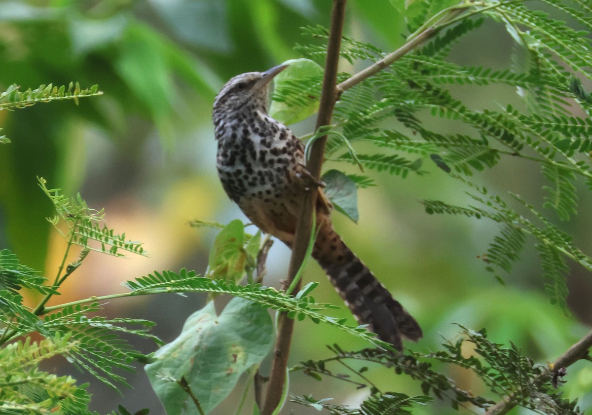 Band-backed Wren - ML566196671