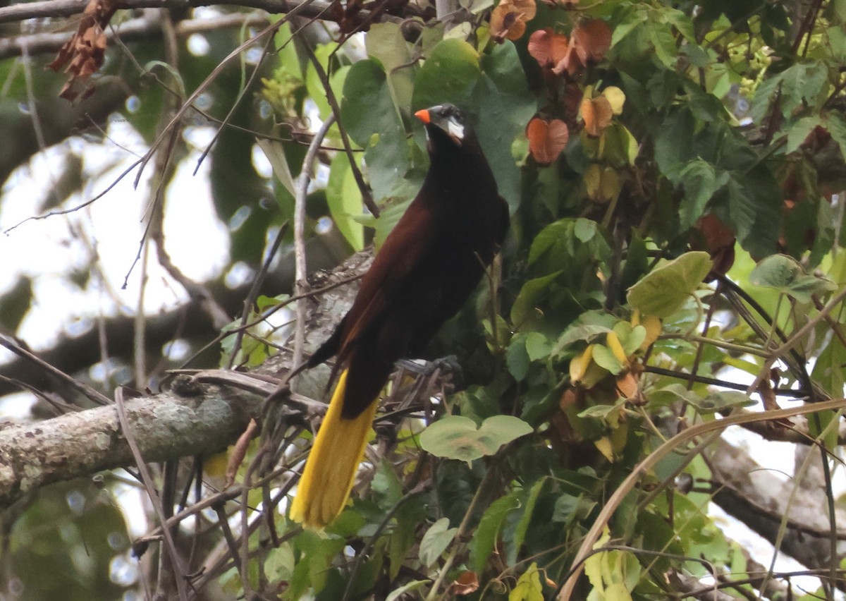 Montezuma Oropendola - Mark  Brown