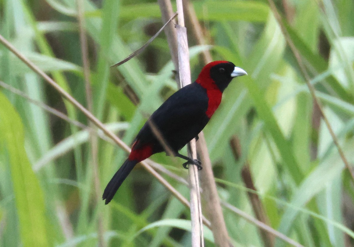 Crimson-collared Tanager - ML566196731