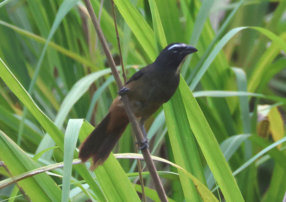 Cinnamon-bellied Saltator - ML566196821