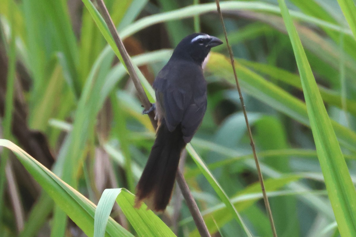 Cinnamon-bellied Saltator - ML566196901