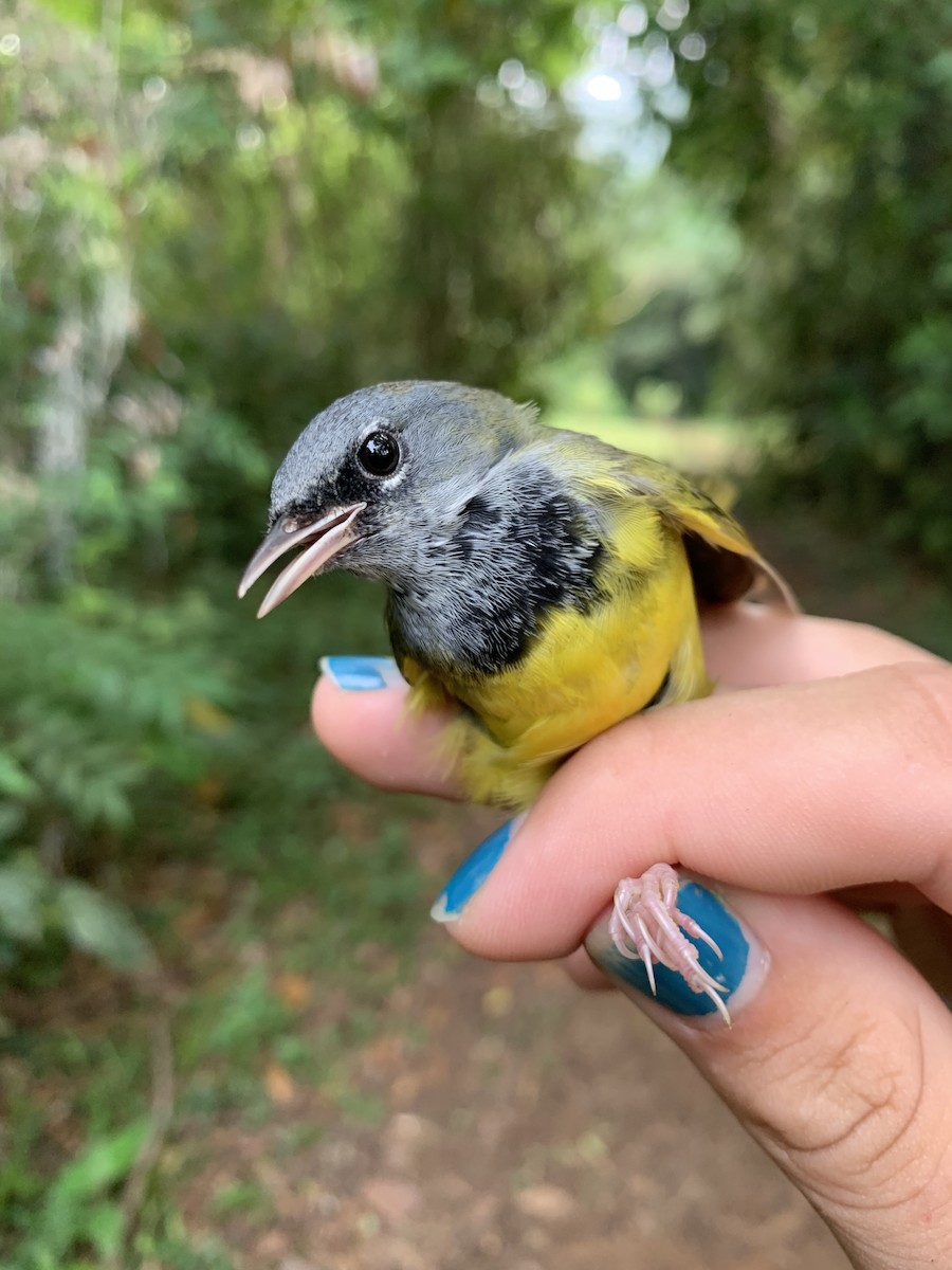 MacGillivray's x Mourning Warbler (hybrid) - Toby MacKenzie
