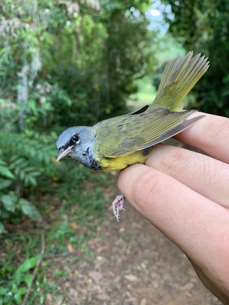 MacGillivray's x Mourning Warbler (hybrid) - Toby MacKenzie