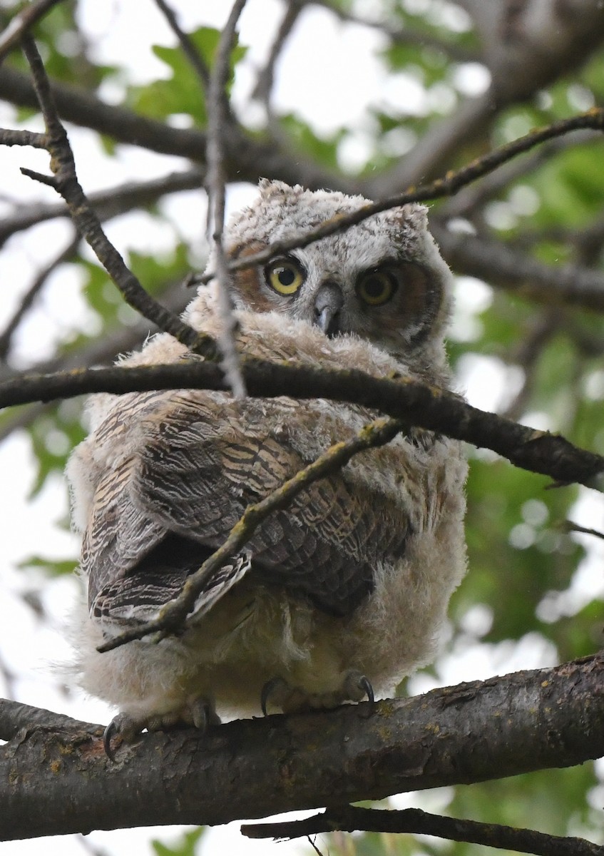 Great Horned Owl - ML566197661