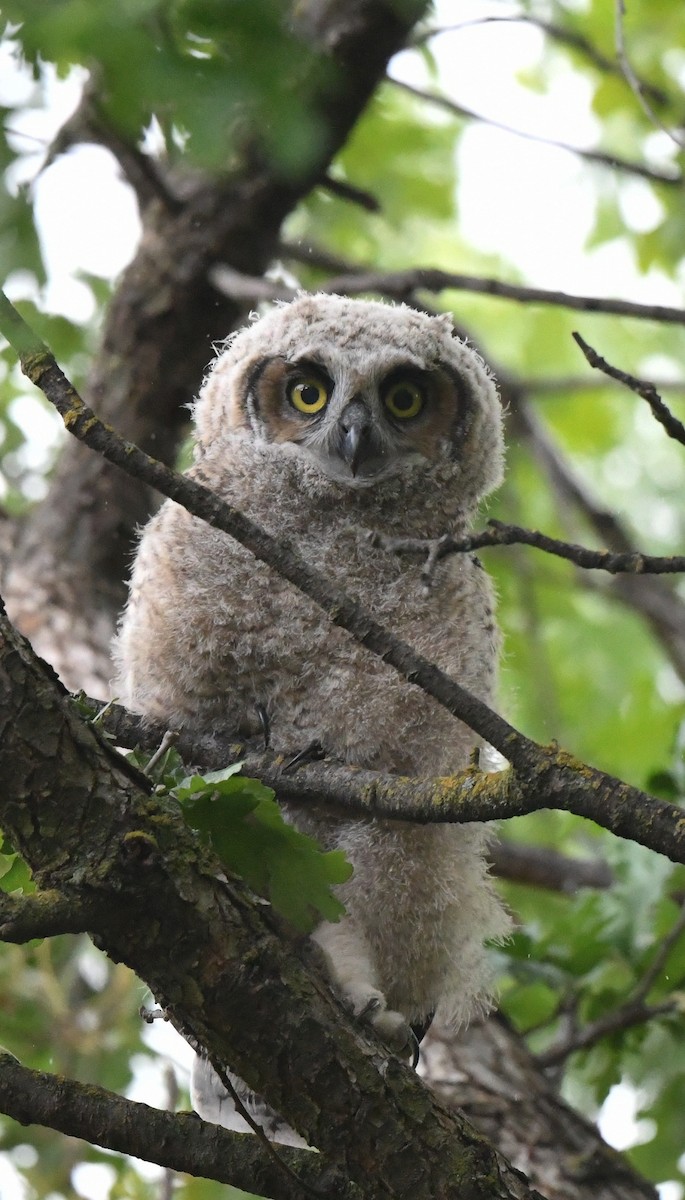 Great Horned Owl - ML566197671