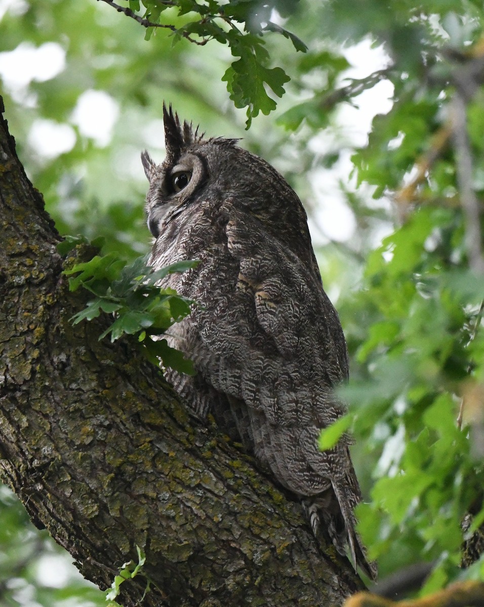 Great Horned Owl - ML566197681