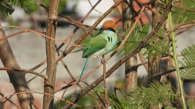 Russet-crowned Motmot - ML566198371