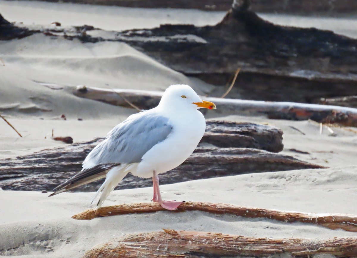 Gaviota Argéntea - ML566199711