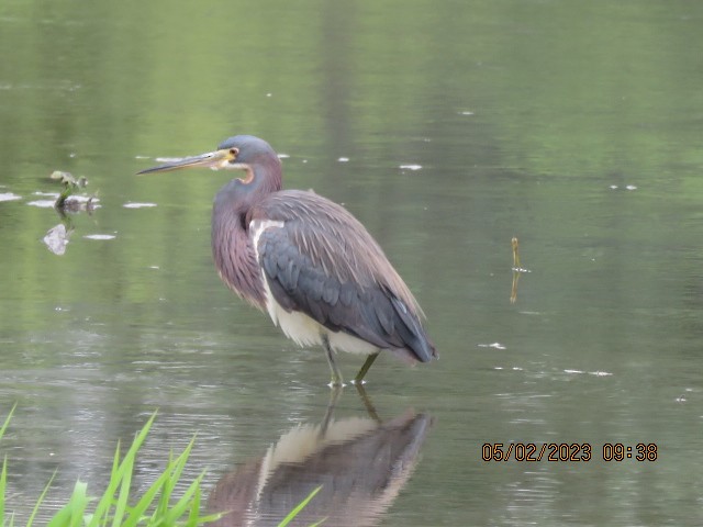 Tricolored Heron - ML566201601