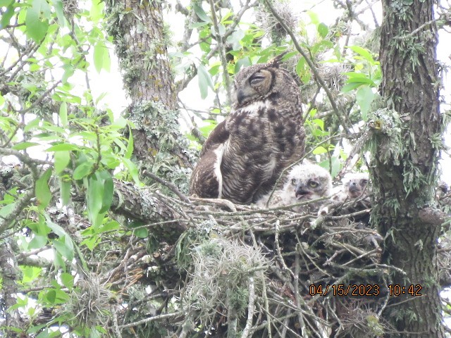 Great Horned Owl - ML566201781