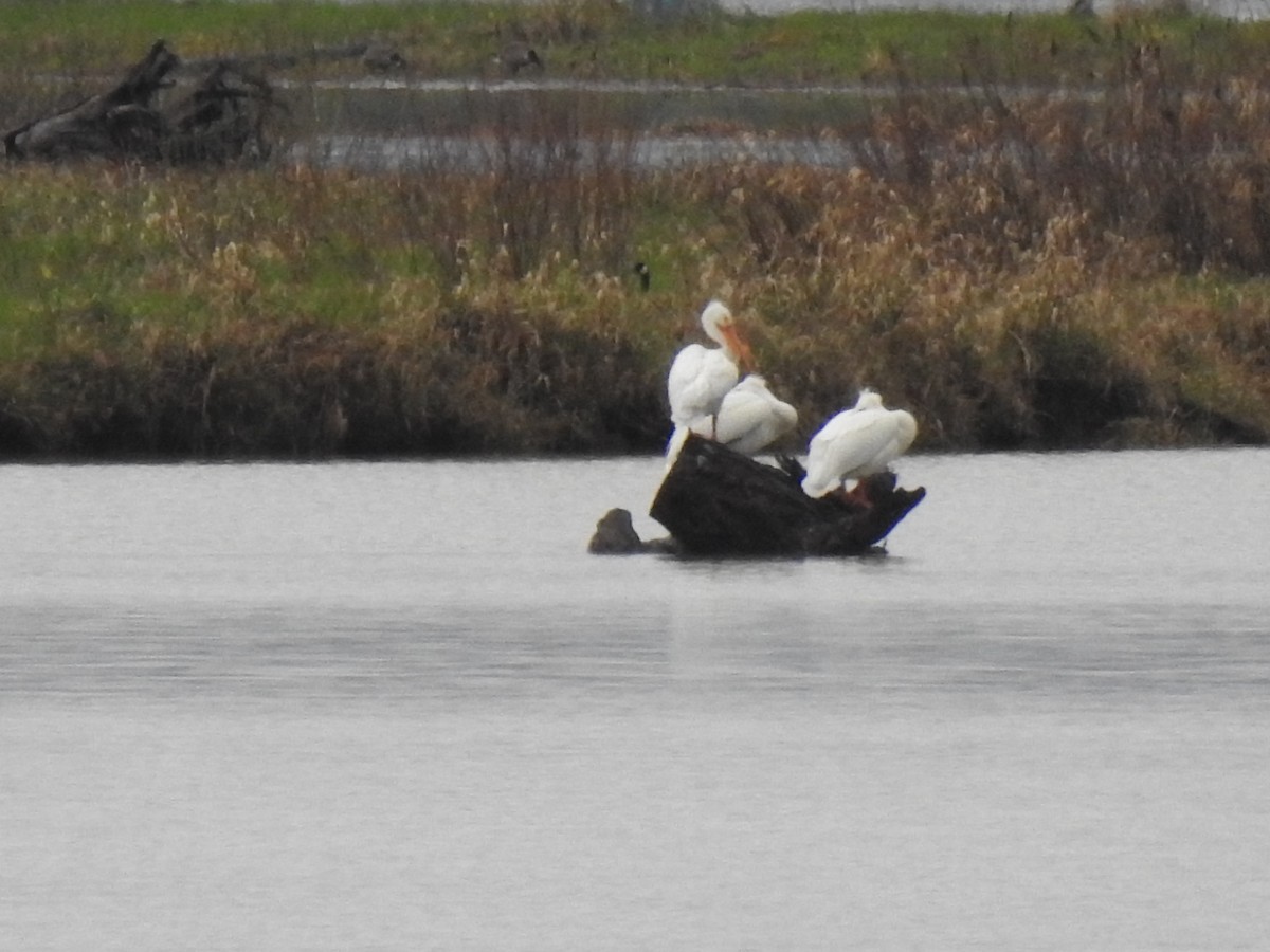 American White Pelican - ML566202721