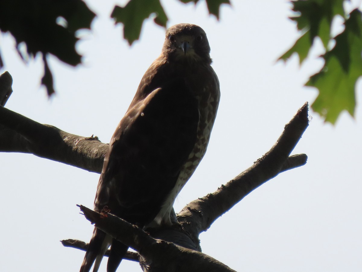 Broad-winged Hawk - ML566203221