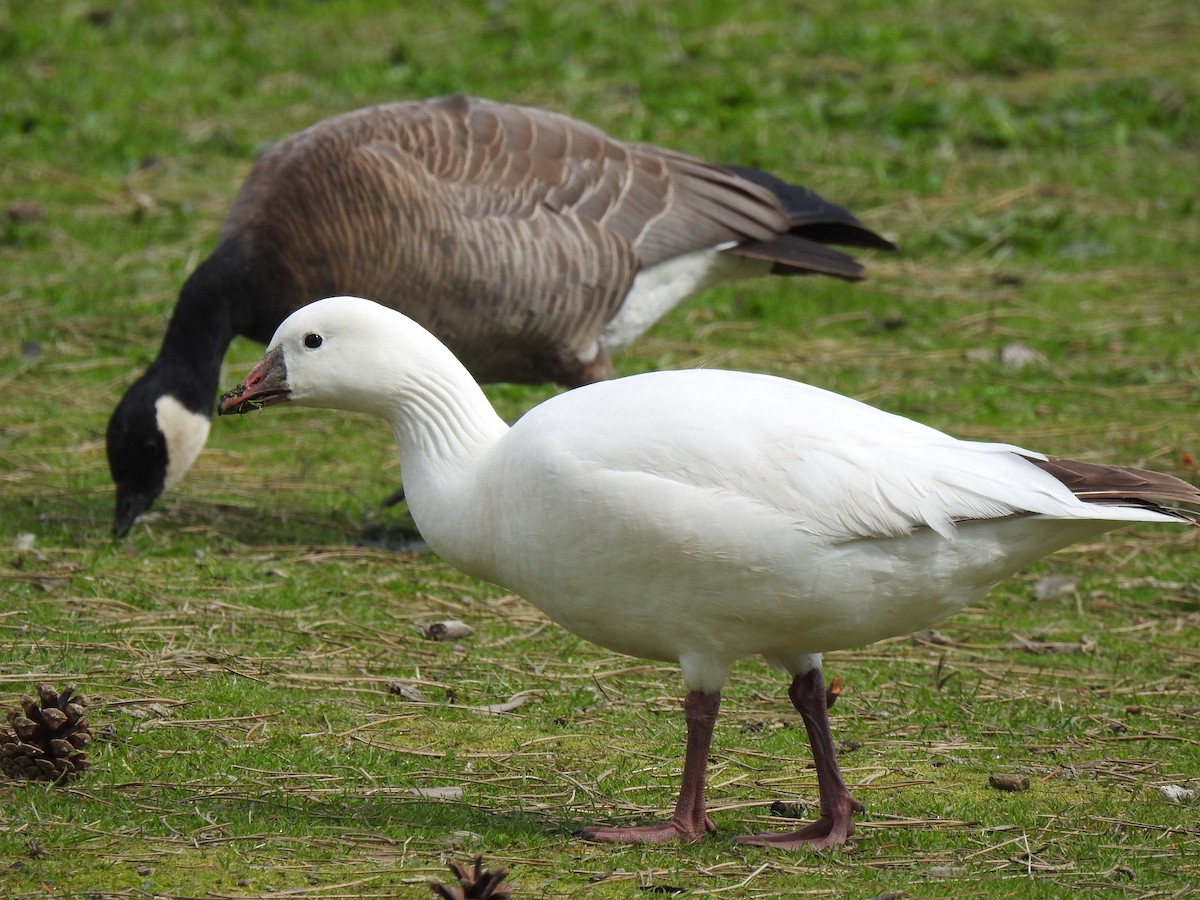 Ross's Goose - Cameron  Montgomery