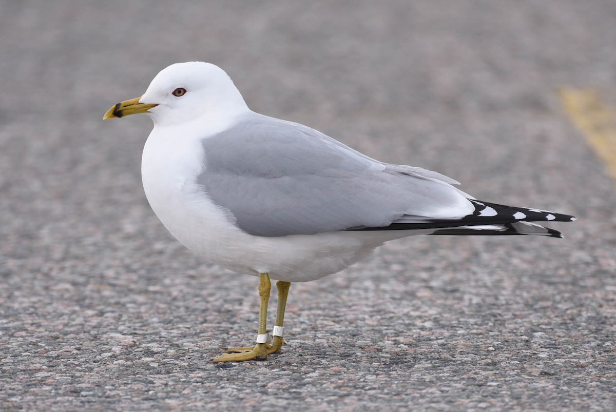 Ring-billed Gull - ML566203541