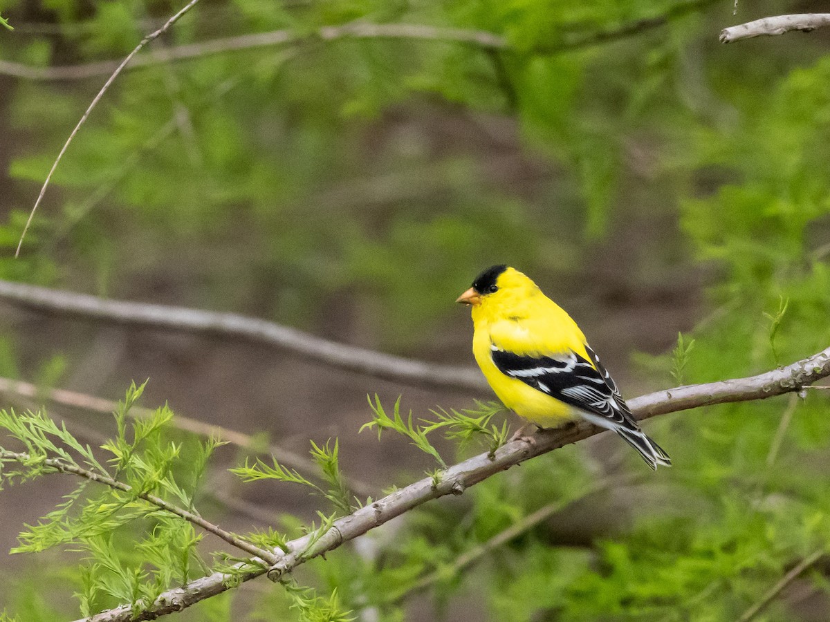 American Goldfinch - Tim Kambitsch