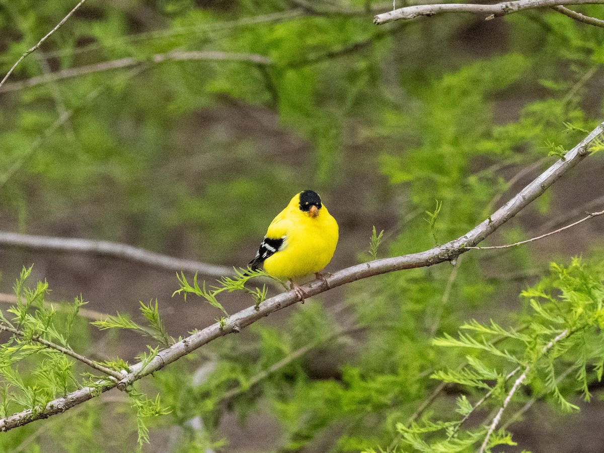 オウゴンヒワ - ML566204581