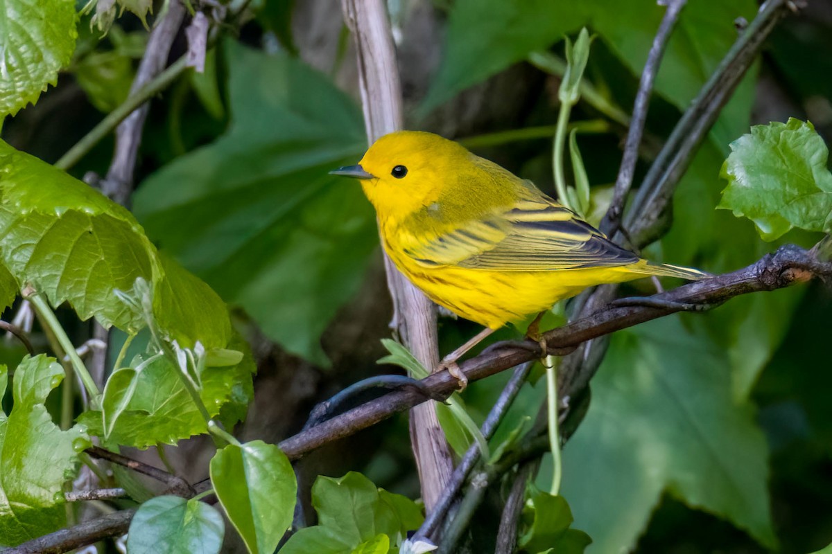 Yellow Warbler - James Davis