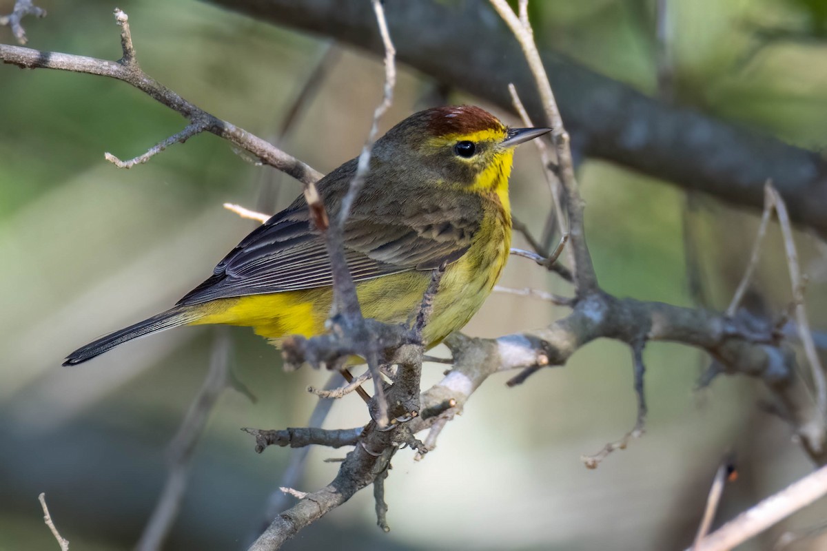 lesňáček bažinný (ssp. palmarum) - ML566204901