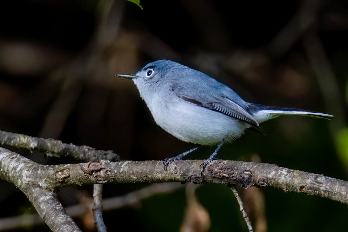 Blue-gray Gnatcatcher - ML566204961