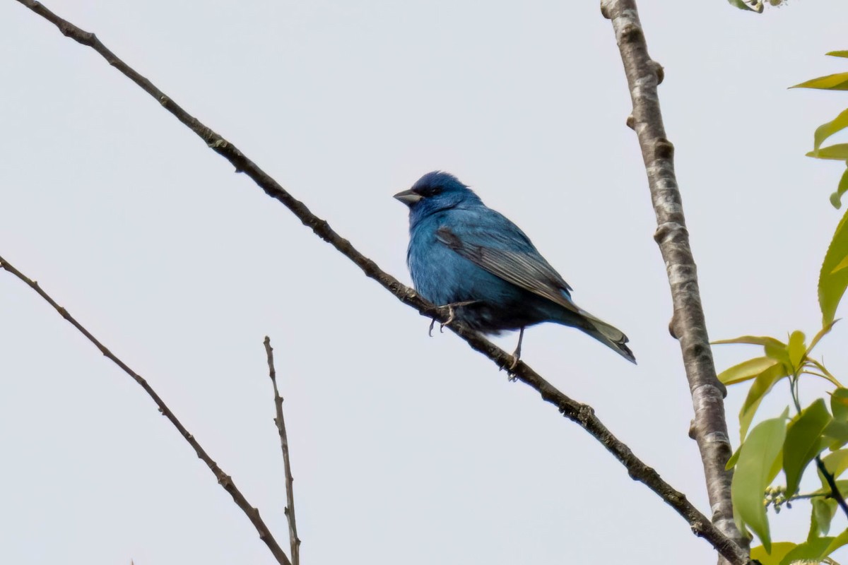 Indigo Bunting - ML566205081