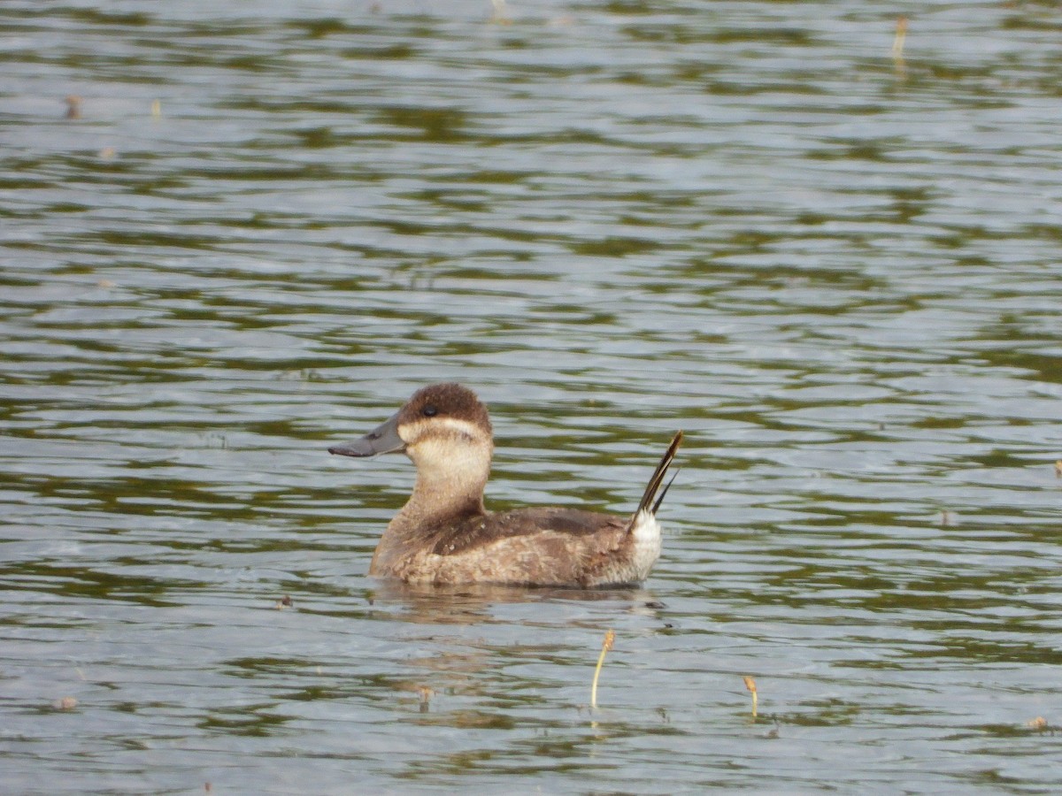 Érismature rousse - ML566205771