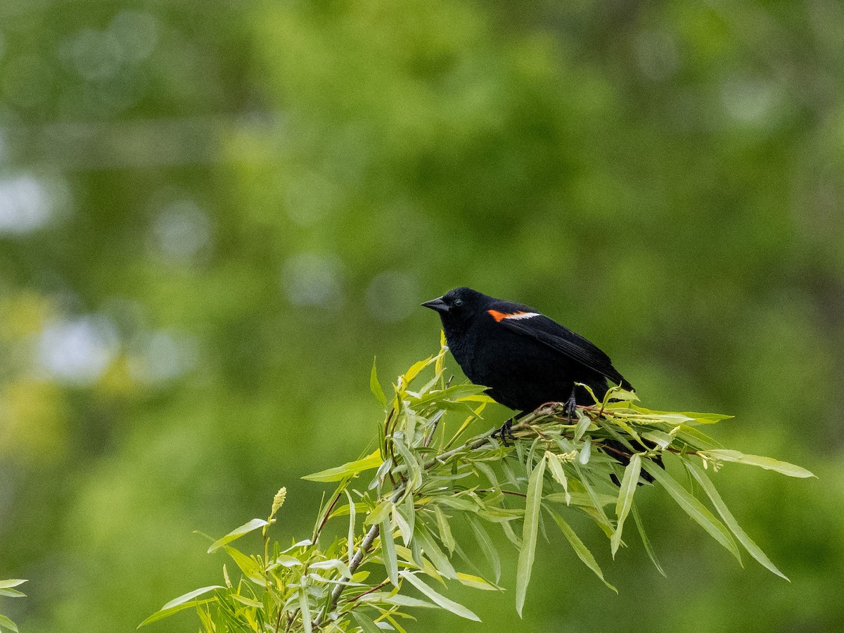 Red-winged Blackbird - Tim Kambitsch