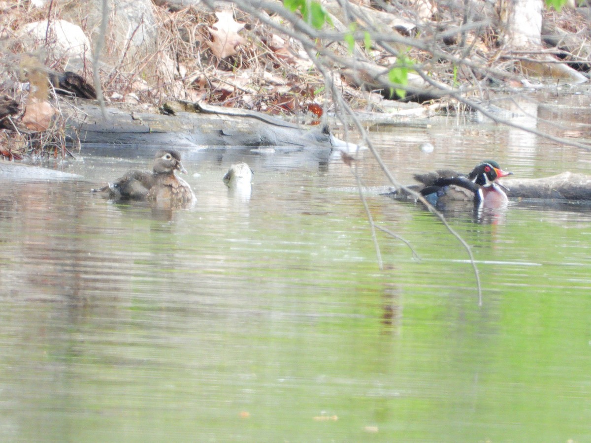 Wood Duck - ML566205871