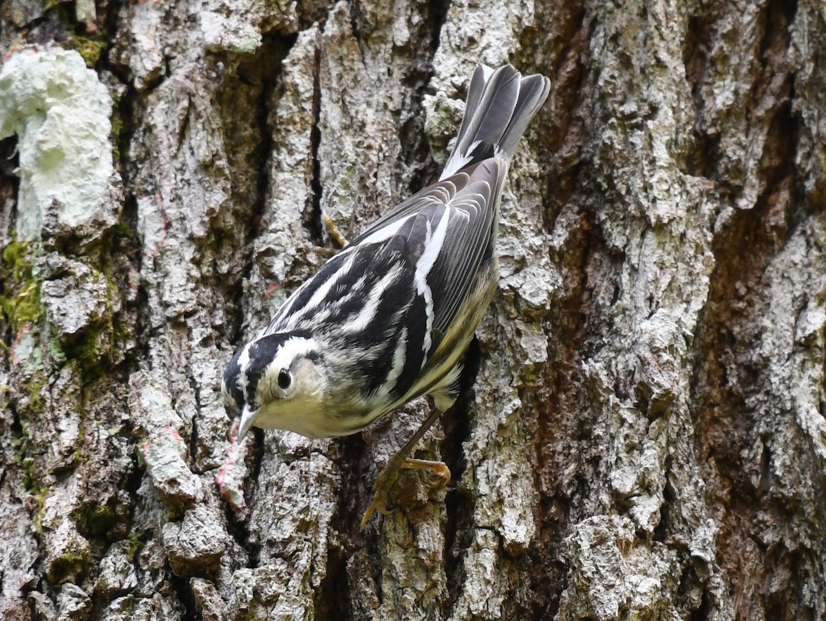 Black-and-white Warbler - ML566205951