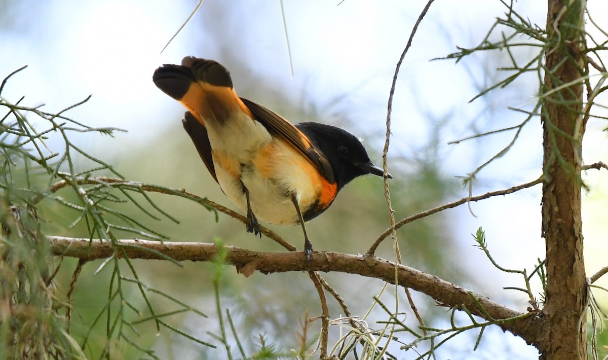 American Redstart - ML566206861