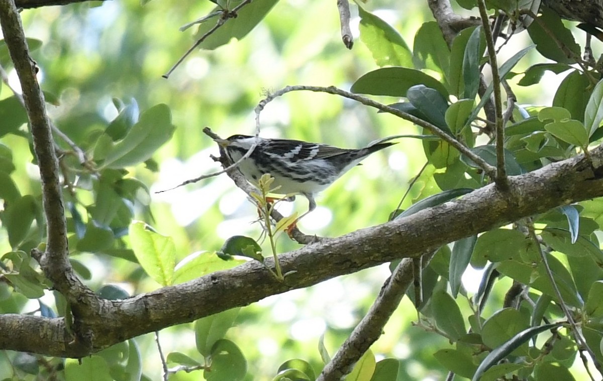 Blackpoll Warbler - ML566206981