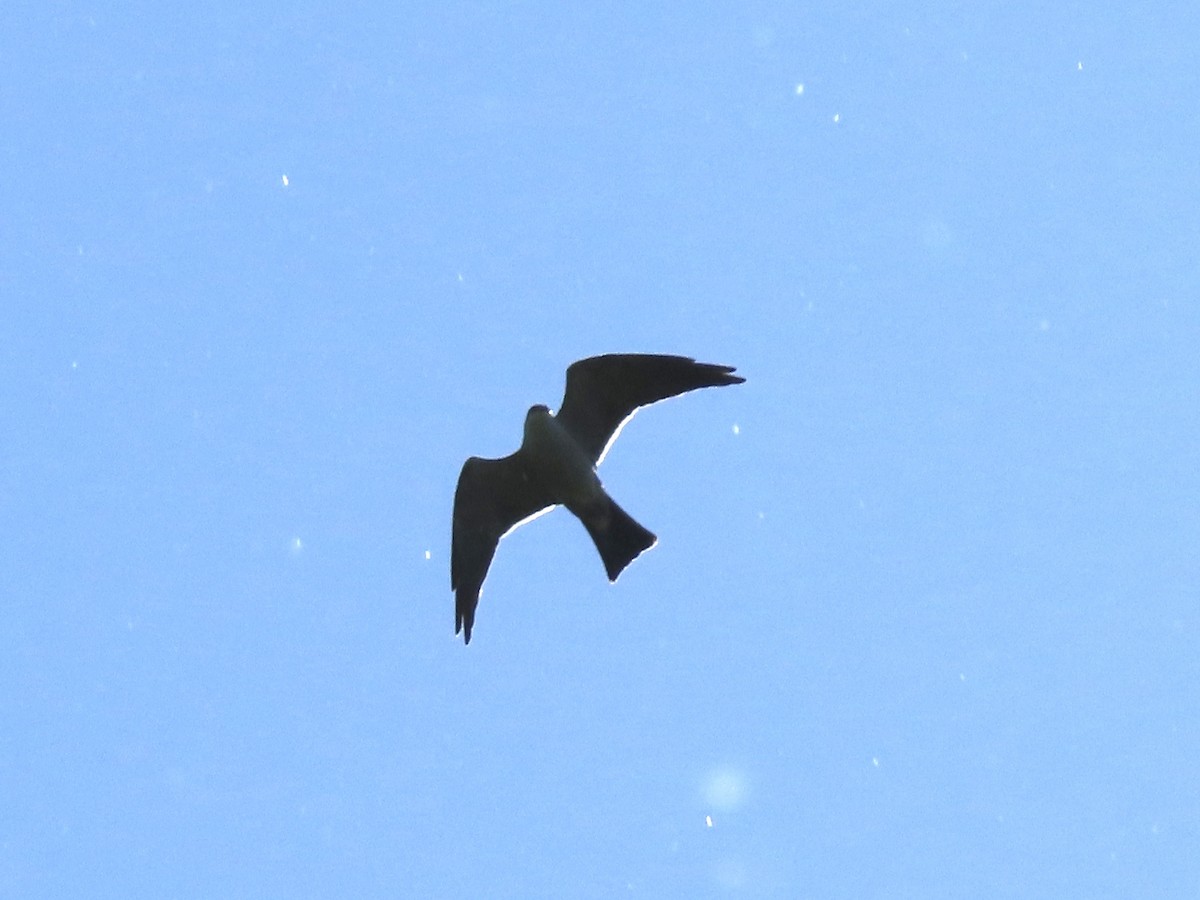 Mississippi Kite - ML566207291