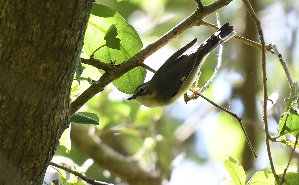 Black-throated Blue Warbler - ML566208121