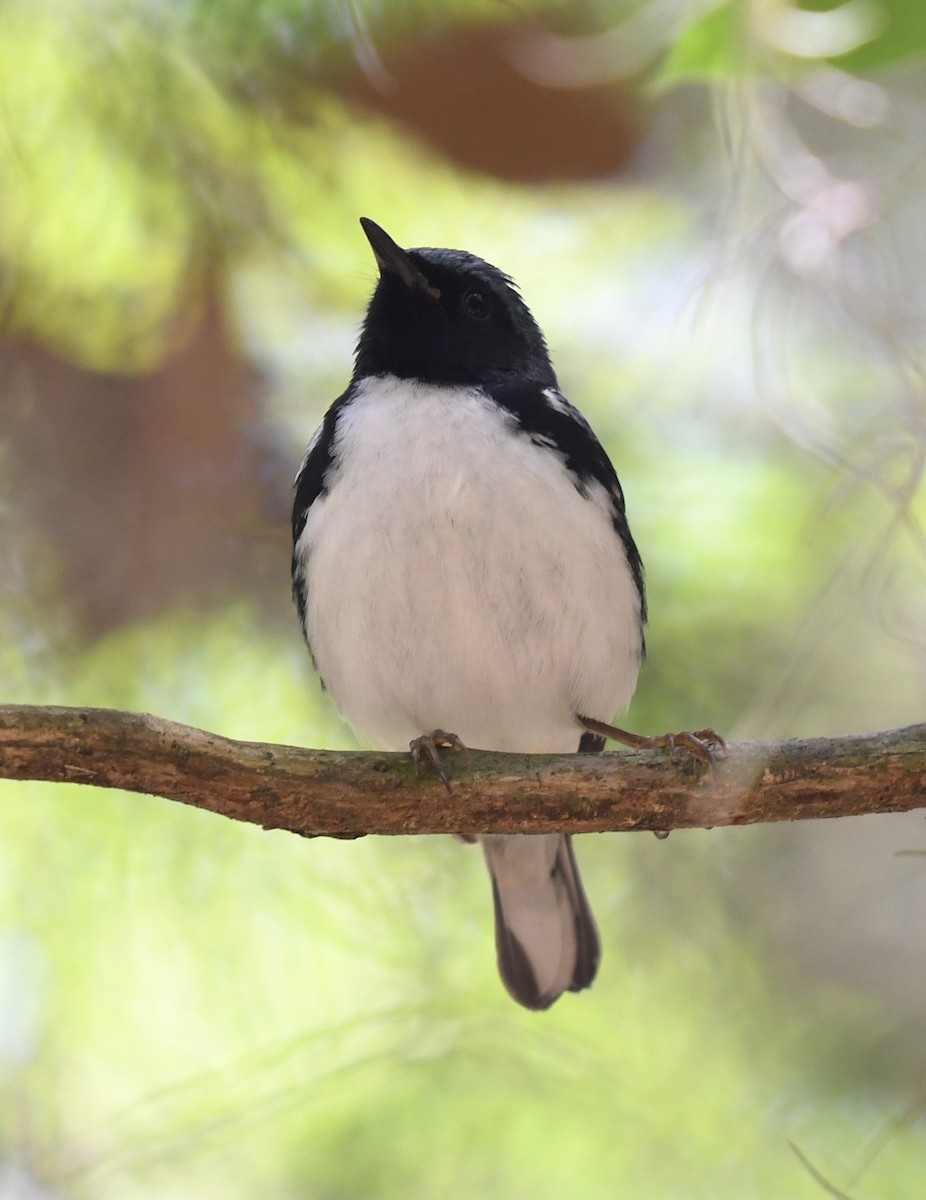 Black-throated Blue Warbler - Wendy N