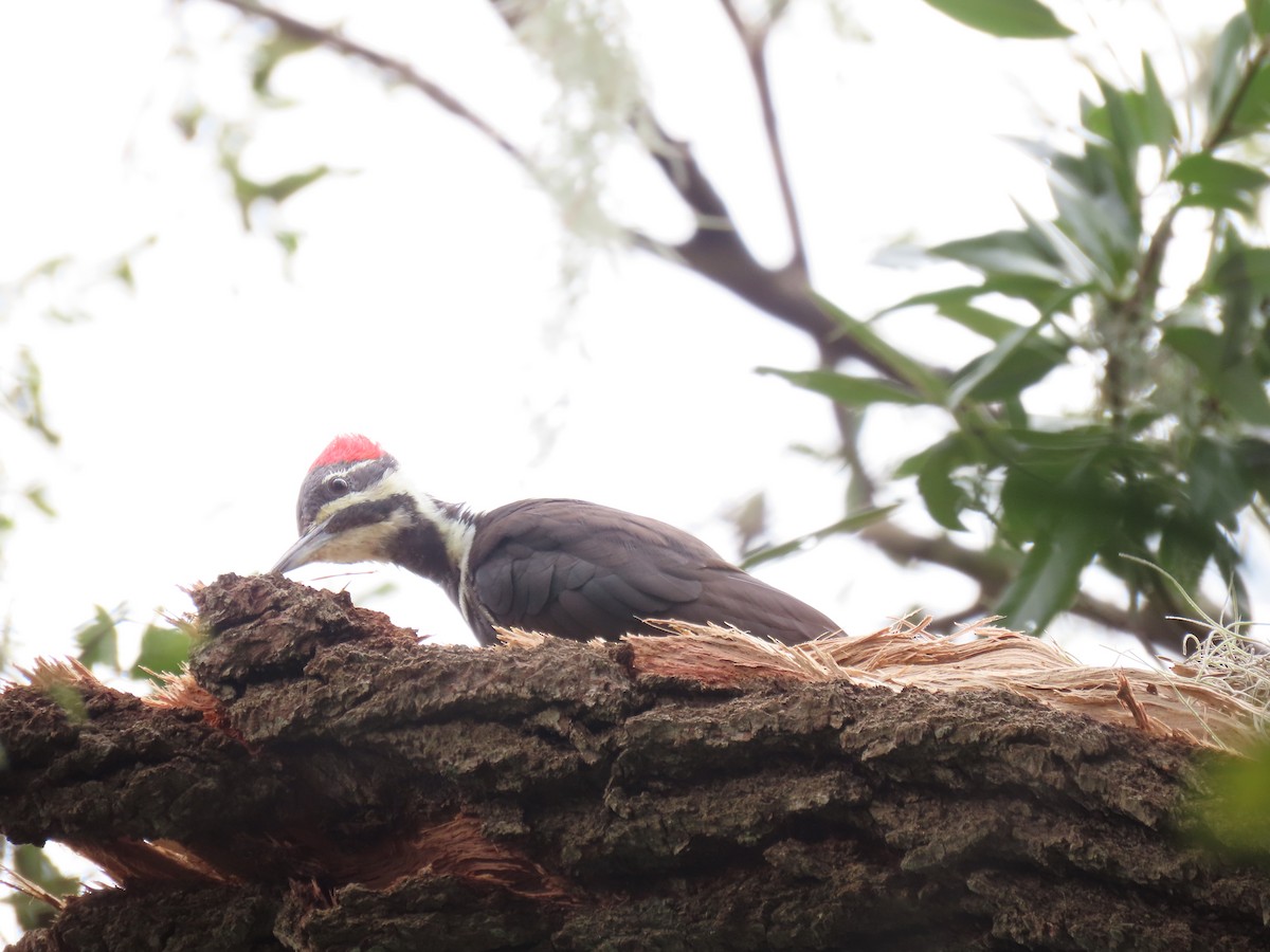 Pileated Woodpecker - ML566208461