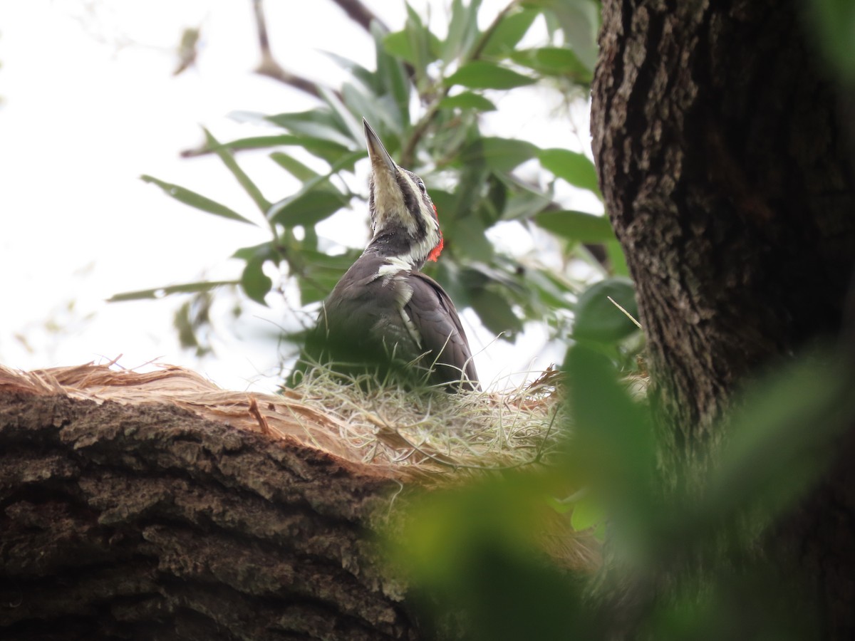 Pileated Woodpecker - ML566208471