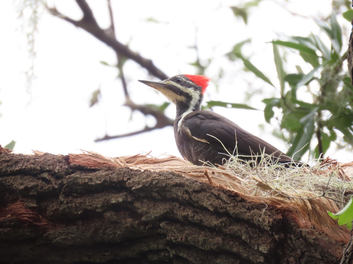 Pileated Woodpecker - ML566208481