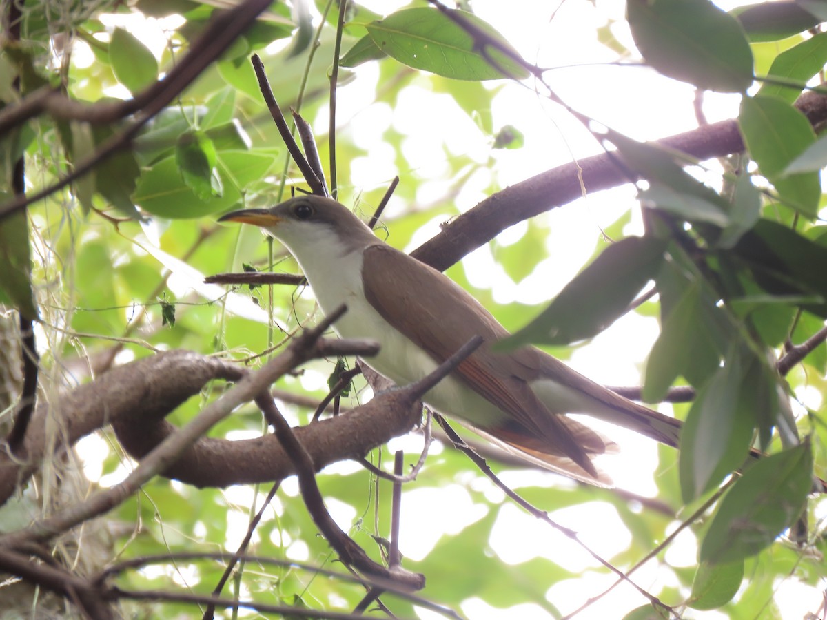 Yellow-billed Cuckoo - ML566208641