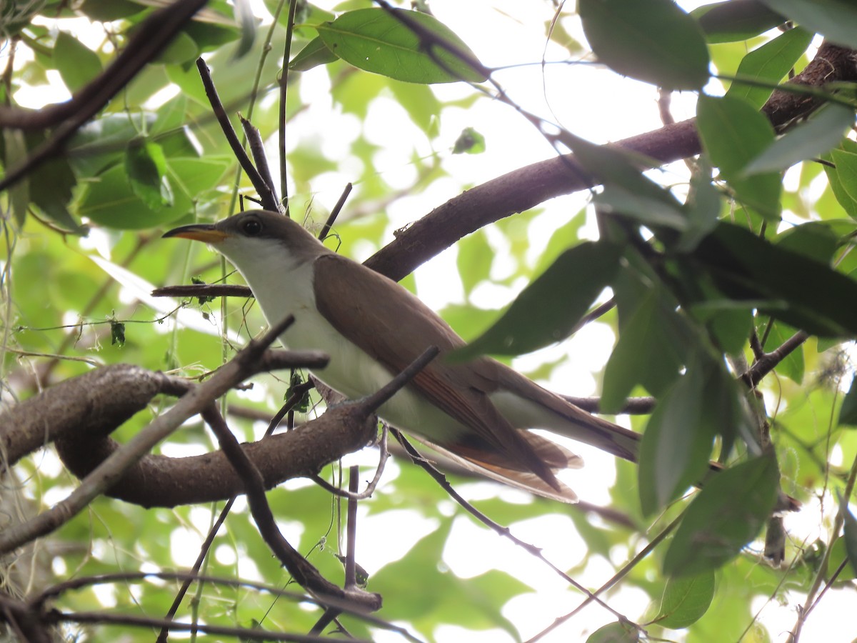 Yellow-billed Cuckoo - ML566208651