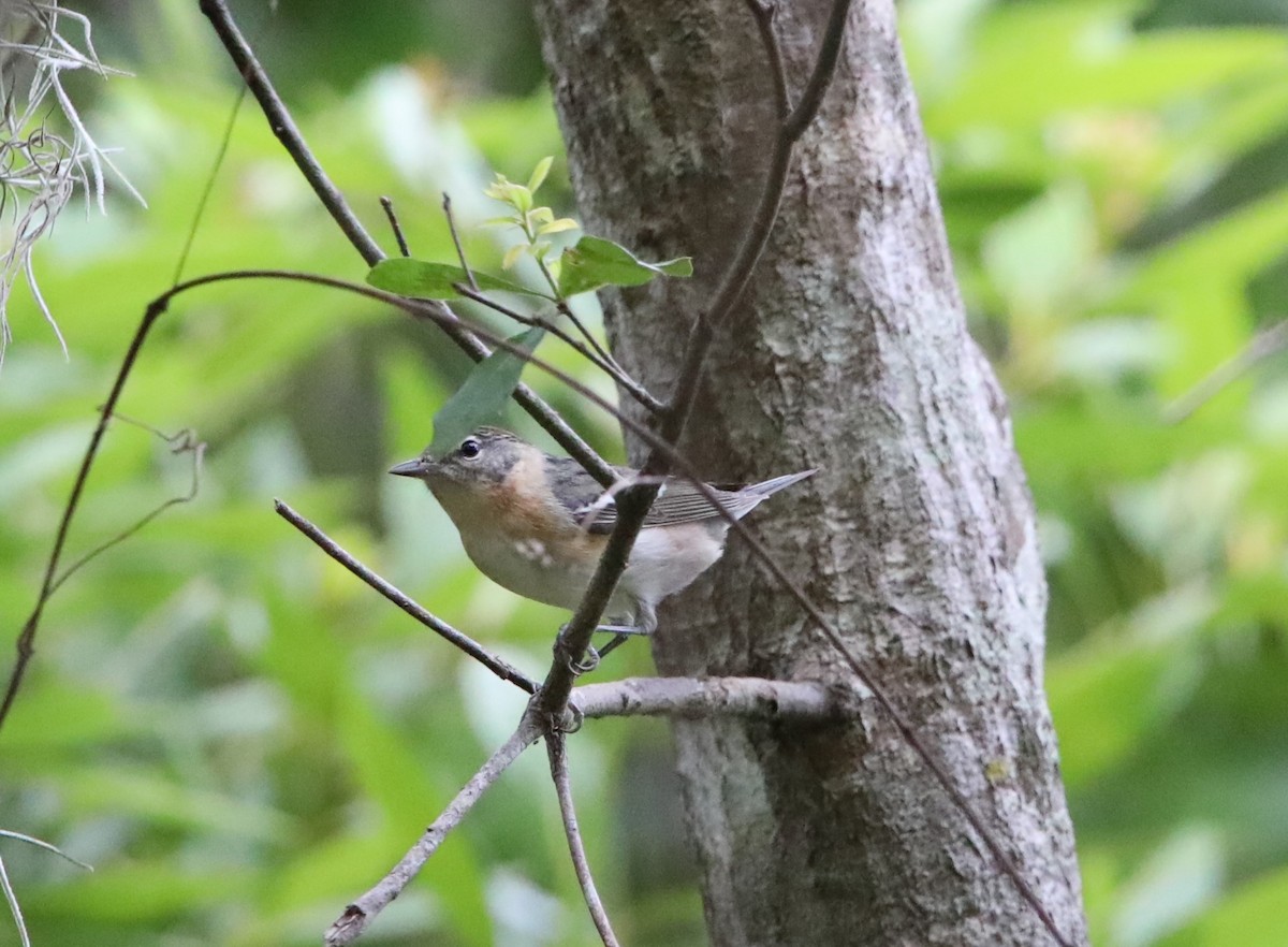 Bay-breasted Warbler - ML566211961